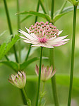Astrance 'Roma' - Astrantia major 'Roma' - Macrophotographie