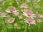 Astrance 'Roma' - Astrantia major 'Roma' - Macrophotographie