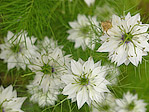 Nigelle de Damas - Nigella damascena - Macrophotographie