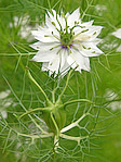 Nigelle de Damas - Nigella damascena - Macrophotographie
