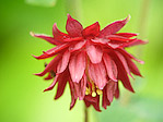 Ancolie 'Ruby Port' - Aquilegia vulgaris 'Ruby Port' - Macrophotographie