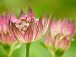 Grande astrance 'Claret' - Astrantia major 'Claret' - Macrophotographie