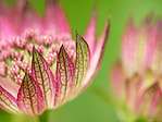 Grande astrance 'Claret' - Astrantia major 'Claret' - Macrophotographie