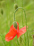 Coquelicot - Papaver rhoeas - Macrophotographie