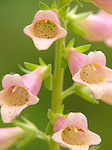 Digitale 'Glory Of Roundway' - Digitalis 'Glory Of Roundway' - Macrophotographie