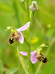 Ophrys abeille - Ophrys apifera - Macrophotographie
