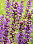 Sauge nemorosa - Salvia nemorosa - Macrophotographie