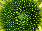 Echinacée 'Alba' - Echinacea purpurea 'Alba' - Macrophotographie