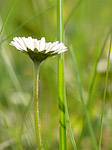 Pâquerette - Bellis perennis - Macrophotographie