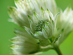 Grande astrance 'Cantal' - Astrantia major - Macrophotographie