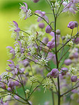 Pigamon de Rochebrun - Thalictrum rochebrunianum - Macrophotographie