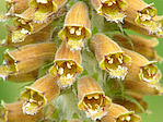 Digitale Ferrugineuse - Digitalis ferruginea - Macrophotographie