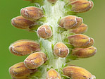 Digitale Ferrugineuse - Digitalis ferruginea - Macrophotographie