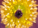 Anémone pulsatille - Pulsatilla vulgaris - Macrophotographie