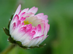 Pâquerette - Bellis perennis - Macrophotographie