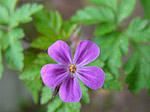 Herbe de saint Robert - Geranium robertianum - Macrophotographie