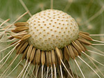 Pissenlit - Taraxacum officinale - Macrophotographie