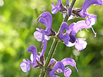 Sauge des prés - Salvia pratensis - Macrophotographie