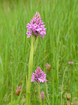 Orchis pyramidal - Anacamptis pyramidalis - Macrophotographie