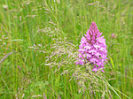 Orchis pyramidal - Anacamptis pyramidalis - Macrophotographie