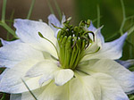 Nigelle de Damas - Nigella damascena - Macrophotographie