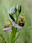 Ophrys abeille - Ophrys apifera - Macrophotographie