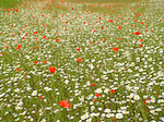 Marguerites et coquelicots - Leucanthemum vulgare - Macrophotographie