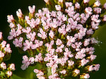 Achillée millefeuille - Achillea millefolium - Macrophotographie
