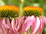 Echinacée pourpre - Echinacea Purpurea - Macrophotographie