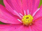 Cosmos - Cosmos bipinnatus - Macrophotographie