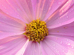 Cosmos - Cosmos bipinnatus - Macrophotographie