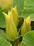 Potimarron - Cucurbita maxima - Macrophotographie