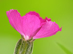 Coquelourde - Lychnis coronaria - Macrophotographie