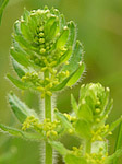 Gaillet croisette - Galium cruciata - Macrophotographie