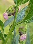 Consoude de Russie - Symphytum x uplandicum - Macrophotographie