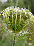 Apiacée - Apiaceae - Macrophotographie