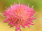 Knautie de Macédoine - Knautia macedonica - Macrophotographie