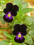 Pensée 'Bowles Black' - Viola tricolor 'Bowles Black' - Macrophotographie