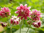 Ancolie double 'Nora Barlow' - Aquilegia vulgaris 'Nora Barlow' - Macrophotographie