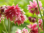 Ancolie double 'Nora Barlow' - Aquilegia vulgaris 'Nora Barlow' - Macrophotographie