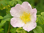 Eglantier commun - Rosa canina - Macrophotographie