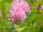 Trèfle des prés - Trifolium pratense - Macrophotographie