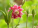 Ancolie double 'Nora Barlow' - Aquilegia vulgaris 'Nora Barlow' - Macrophotographie