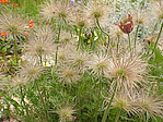 Anémone pulsatille - Pulsatilla vulgaris - Macrophotographie