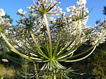 Apiacée - Apiaceae - Macrophotographie