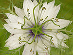 Nigelle de Damas - Nigella damascena - Macrophotographie