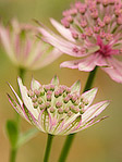 Astrance 'Roma' - Astrantia major 'Roma' - Macrophotographie