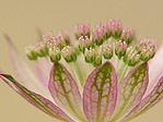 Astrance 'Roma' - Astrantia major 'Roma' - Macrophotographie