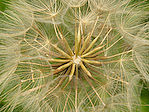 Salsifis sauvage - Tragopogon pratensis - Macrophotographie