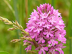 Orchis pyramidal - Anacamptis pyramidalis - Macrophotographie